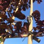 Lei Sierpruim (Prunus cer. Nigra)